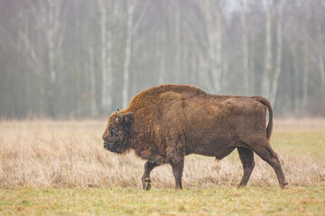 Żubr europejski / European bison / Bison bonasus  © Michal Przystas