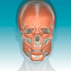 illustration of aging face, muscle layer, age 70