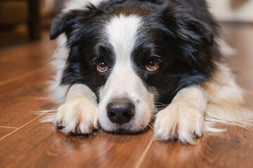Fototapeta premium Cute puppy dog border collie lying down playing with funny face on floor at home indoors. Pet dog resting ready to sleep indoor. Funny emotional dog Love for pets friendship companion pet care