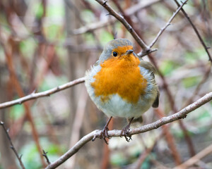 Robin on branch