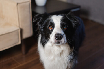 Naklejka na ściany i meble Funny portrait cute puppy dog border collie indoor. Pet dog resting at home. Puppy dog indoors in domestic room. Funny emotional dog having playful mood. Love for pets friendship companion pet care