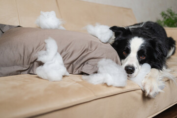 Naughty playful puppy dog border collie after mischief biting pillow lying on couch at home. Guilty...