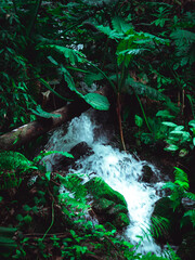 Waterfall through lush foliage