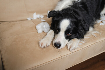 Naughty playful puppy dog border collie after mischief biting paper lying on couch at home. Guilty...