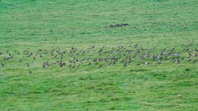 a flock of hundreds of Golden Plover (Pluvialis dominica) on a grass meadow