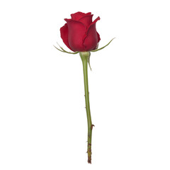 Obraz premium Beautiful red rose with delicate petals on white background