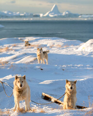  Ilulissat, Avannaata, Greenland, a portrait of sled dogs in front of the ice ford. © Paul