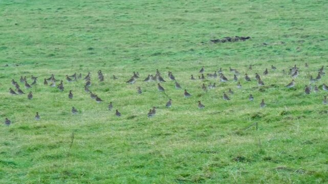 a flock of hundreds of Golden Plover (Pluvialis dominica) on a grass meadow