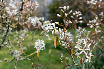 Close up of smooth serviceberry (amelanchier laevis) flowers in bloom