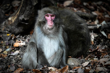 Macaque Monkey - Japan