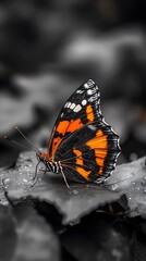 Obraz premium Butterfly resting on a flower 