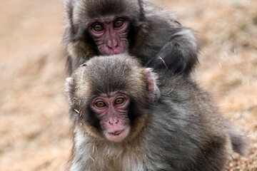 Obraz premium Japanese Macaque Monkeys - Japan
