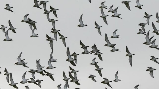 a flock of hundreds of Golden Plover (Pluvialis dominica) flying over meadows and grassland
