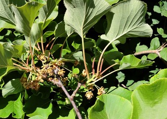 Fototapeta premium Actinidia chinensis bush with green foliage and yellow flowers