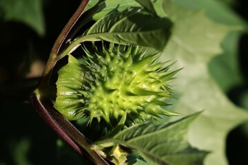 prickly,green fruit of Datura Stramonium plant at autumn