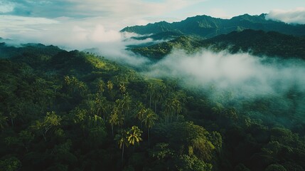 Obraz premium Aerial view of tropical forest with morning fog, nature landscape background
