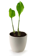 growing curcuma plant green sprouts