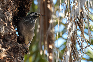 White cheeked Starling - Japan