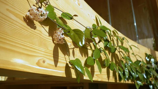 CLOSE UP, DOF: Elegant Hoya Carnosa with trailing wine climbs on wooden surface. Flowering waxplant with distinctive starshaped blossoms and pink centers that stand out amidst glossy green leaves.
