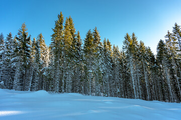 Edge of a coniferous forest on a winter morning, Nannestad, Norway, Norwegian winter, winter in Norway