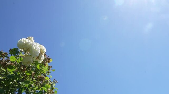 Beautiful sunny landscape, white rose and blue sky in English Garden
