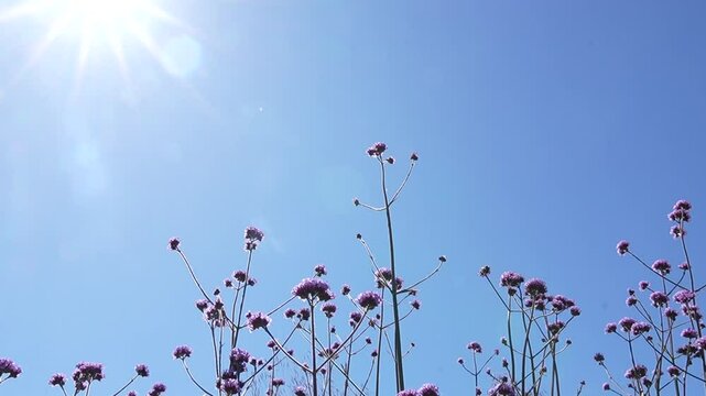 Beautiful sunny landscape, small purple flowers and blue sky in England