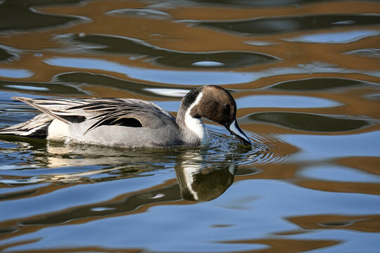 Northern Pintail - Japan