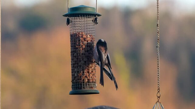 close-up of a long-tailed tits (Aegithalos caudatus) eating from a peanut bird feed