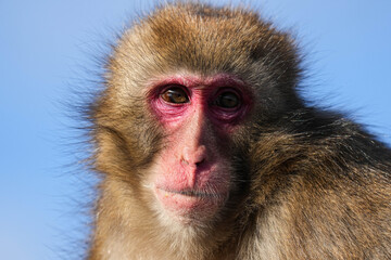 Obraz premium Macaque Monkey - Japan
