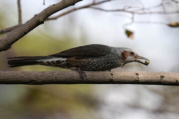 Brown-eyed Bulbul - Tokyo