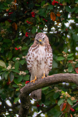 sparrowhawk perching on a tree branch