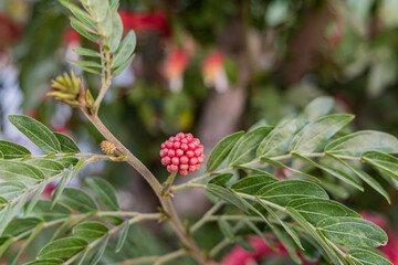 Bud of the red powder puff, Calliandra haematocephala.