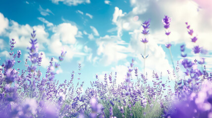 Beautiful field of lavender flowers is spread out across the sky, with a clear blue sky above them. The flowers are in full bloom, creating a vibrant and colorful scene. Scene is calm and tranquil