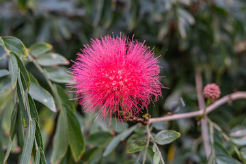 Flower of the red powder puff, Calliandra haematocephala.