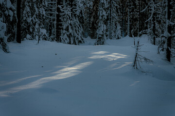 The morning sun shining through a snow-covered coniferous forest, Norway