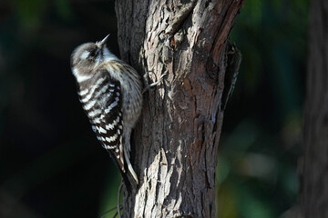 Japanese Pygmy Woodpecker - Japan