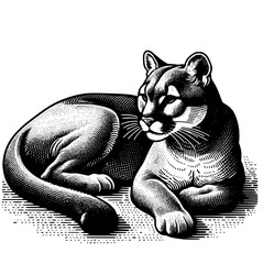 Mountain Lion © Georgi