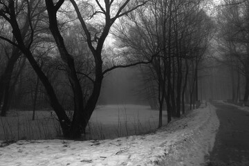 Atmospheric Black Metal forest, foggy dark spooky forest, horror mood