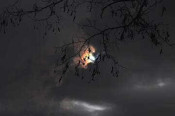 Dark sun in the gloomy woods