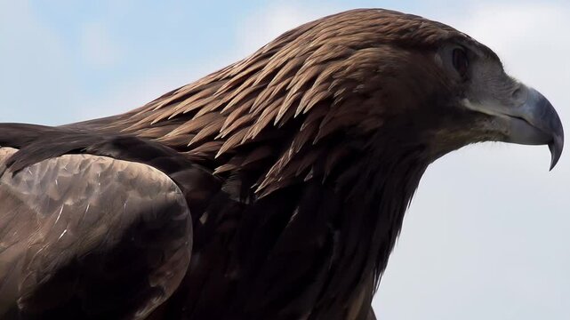Golden Eagle Spread its Wings. Slow Motion. Golden eagle spread its wings and turned away from the camera on the background of cloudy sky