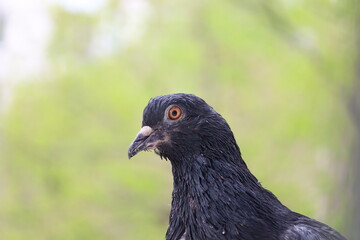 Pigeon closeup portrait, bird on the window, summer day, pigeon beautiful portrait, pigeons eyes in macro, Extreme Close Up