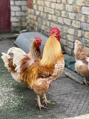 A vibrant golden rooster standing proudly in a rural village setting. The rooster’s bright feathers shine in the sunlight, creating a striking contrast against the rustic village background.