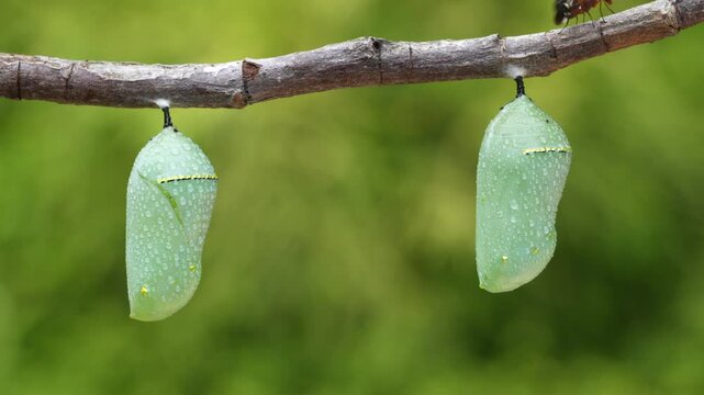 2 Monarch Butterfly Chrysalises after a gentle rain.