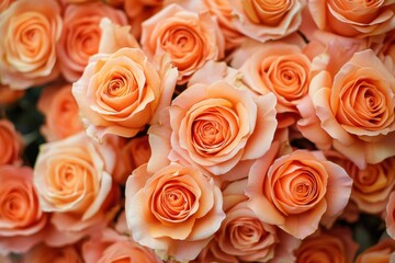 Fototapeta premium Close-up of Peach Roses forming a Stunning Floral Background