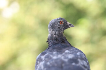 The sick pigeon without feathers, bird in close up, animal’s illness, summer nature