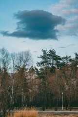 Obraz premium A scenic view of a park with tall trees, dry grass, and a dramatic cloud in the blue sky.