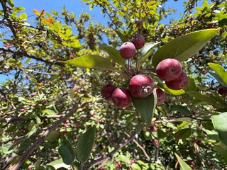 Numerous fresh and bright Malus prunifolia red fruits on tree branches. Close-up. Common names plumleaf crab apple, plum-leaved apple, pear-leaf crabapple, Chinese apple and Chinese crabapple.