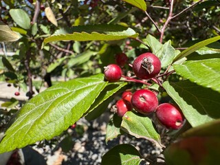 Numerous fresh and bright Malus prunifolia red fruits on tree branches. Close-up. Common names plumleaf crab apple, plum-leaved apple, pear-leaf crabapple, Chinese apple and Chinese crabapple.