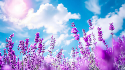 Obraz premium Field of purple flowers with a blue sky in the background. The flowers are in full bloom and the sky is clear and bright