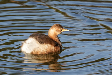 Little Grebe - Japan